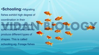 4
•Schooling:-Migrating
fishes exhibit high degree of
coordination in their
movements and carry out
synchronized maneuvers to
produce different types of
shapes. This is called
schooling.eg. Forage fishes
 