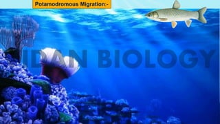9
Potamodromous Migration:-
 