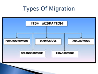 Fish migration | PPTX