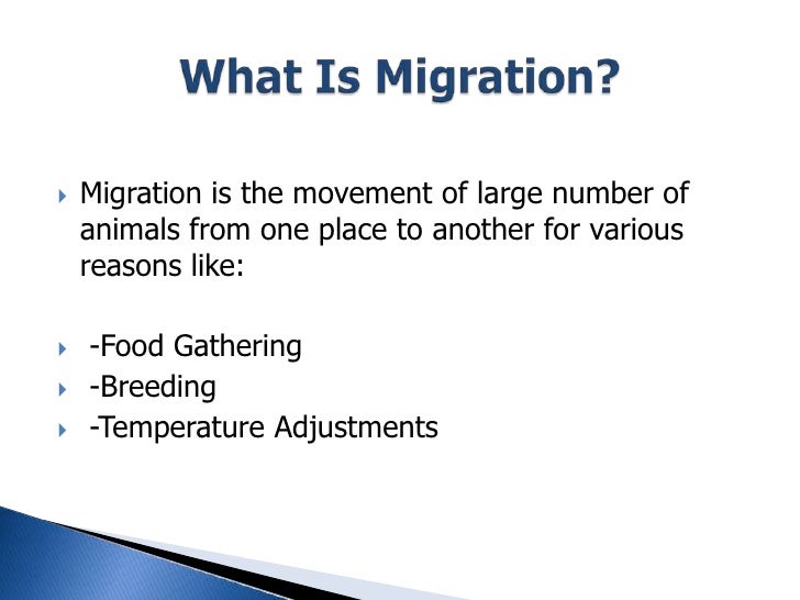 Essay on migration of animals