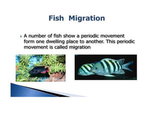Fish Task Fish migration A Presentation By Mr. Allah dad Khan Visiting Professor ...