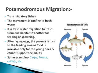 Fish migration and different types of fish passes | PPTX