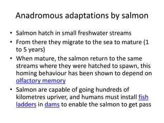 Anadromous adaptations by salmon
• Salmon hatch in small freshwater streams
• From there they migrate to the sea to mature (1
to 5 years)
• When mature, the salmon return to the same
streams where they were hatched to spawn, this
homing behaviour has been shown to depend on
olfactory memory
• Salmon are capable of going hundreds of
kilometres upriver, and humans must install fish
ladders in dams to enable the salmon to get pass
 
