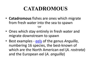 CATADROMOUS
• Catadromous fishes are ones which migrate
from fresh water into the sea to spawn
‘OR’
• Ones which stay entirely in fresh water and
migrate downstream to spawn
• Best examples - eels of the genus Anguilla,
numbering 16 species, the best-known of
which are the North American eel (A. rostrata)
and the European eel (A. anguilla)
 