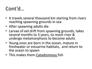 Cont’d…
• It travels several thousand km starting from rivers
reaching spawning grounds in sea
• After spawning adults die
• Larvae of eel drift from spawning grounds, takes
several months to 3 years, to reach river &
undergo metamorphosis to become adults
• Young ones are born in the ocean, mature in
freshwater or estuarine habitats, and return to
the ocean to spawn
• This makes them Catadromous fish
 