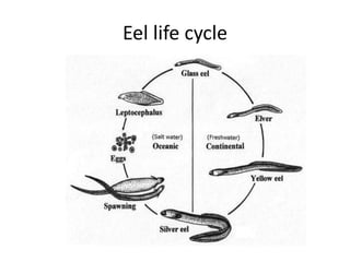 Eel life cycle
 