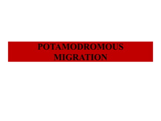 POTAMODROMOUS
MIGRATION
 
