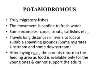 POTAMODROMOUS
• Truly migratory fishes
• The movement is confine to fresh water
• Some examples- carps, trouts, catfishes etc.,
• Travels long distances in rivers to locate
suitable spawning grounds (Some migrates
Upstream and some downstream)
• After laying eggs, the parents return to the
feeding area as food is available only for the
young ones & cannot support the adults
 