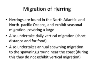 Migration of Herring
• Herrings are found in the North Atlantic and
North pacific Oceans, and exhibit seasonal
migration covering a large
• Also undertake daily vertical migration (short
distance and for food)
• Also undertakes annual spawning migration
to the spawning ground near the coast (during
this they do not exhibit vertical migration)
 