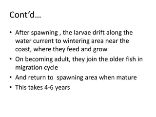 Cont’d…
• After spawning , the larvae drift along the
water current to wintering area near the
coast, where they feed and grow
• On becoming adult, they join the older fish in
migration cycle
• And return to spawning area when mature
• This takes 4-6 years
 