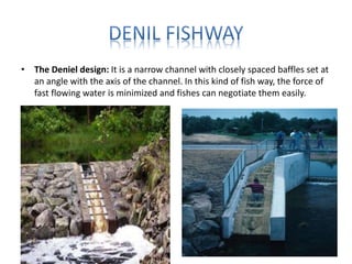 • The Deniel design: It is a narrow channel with closely spaced baffles set at
an angle with the axis of the channel. In this kind of fish way, the force of
fast flowing water is minimized and fishes can negotiate them easily.
 
