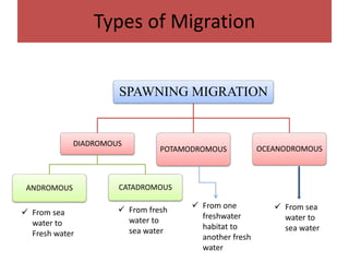 Types of Migration
SPAWNING MIGRATION
DIADROMOUS
ANDROMOUS CATADROMOUS
POTAMODROMOUS OCEANODROMOUS
 From sea
water to
Fresh water
 From fresh
water to
sea water
 From one
freshwater
habitat to
another fresh
water
 From sea
water to
sea water
 