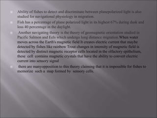  Ability of fishes to detect and discriminate between planepolarized light is also
studied for navigational physiology in migration.
 Fish has a percentage of plane polarized light in its highest 67% during dusk and
loss 40 percentage in the daylight.
 Another navigating theory is the theory of geomagnetic orientation studied in
Pacific Salmon and Eels which undergo long distance migration.When water
moves across the Earth's magnetic field It creates electric current that maybe
detected by fishes like rainbow Trout changes in intensity of magnetic field is
detected by distinct magnetic receptor cells located in the olfactory epithelium,
these cell contains magnetic crystals that have the ability to convert electric
current into sensory signal
 there are manyopposition to this theory claiming that it is impossible for fishes to
memorize such a map formed by sensory cells.
 
