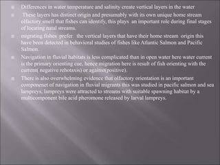  Differences in water temperature and salinity create vertical layers in the water
 These layers has distinct origin and presumably with its own unique home stream
olfactory smell that fishes can identify, this plays an important role during final stages
of locating natal streams.
 migrating fishes prefer the vertical layers that have their home stream origin this
have been detected in behavioral studies of fishes like Atlantic Salmon and Pacific
Salmon.
 Navigation in fluvial habitats is less complicated than in open water here water current
is the primary orienting cue, hence migration here is result of fish orienting with the
current( negative rehotaxis) or against(positive).
 There is also overwhelming evidence that olfactory orientation is an important
componenet of navigation in fluvial migrants this was studied in pacific salmon and sea
lampreys, lampreys were attracted to streams with suitable spawning habitat by a
multicomponent bile acid pheromone released by larval lampreys.
 