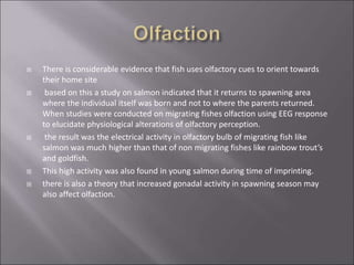  There is considerable evidence that fish uses olfactory cues to orient towards
their home site
 based on this a study on salmon indicated that it returns to spawning area
where the individual itself was born and not to where the parents returned.
When studies were conducted on migrating fishes olfaction using EEG response
to elucidate physiological alterations of olfactory perception.
 the result was the electrical activity in olfactory bulb of migrating fish like
salmon was much higher than that of non migrating fishes like rainbow trout’s
and goldfish.
 This high activity was also found in young salmon during time of imprinting.
 there is also a theory that increased gonadal activity in spawning season may
also affect olfaction.
 
