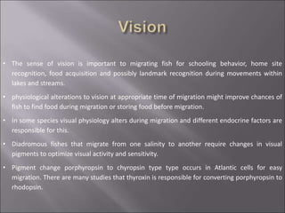 • The sense of vision is important to migrating fish for schooling behavior, home site
recognition, food acquisition and possibly landmark recognition during movements within
lakes and streams.
• physiological alterations to vision at appropriate time of migration might improve chances of
fish to find food during migration or storing food before migration.
• In some species visual physiology alters during migration and different endocrine factors are
responsible for this.
• Diadromous fishes that migrate from one salinity to another require changes in visual
pigments to optimize visual activity and sensitivity.
• Pigment change porphyropsin to chyropsin type type occurs in Atlantic cells for easy
migration. There are many studies that thyroxin is responsible for converting porphyropsin to
rhodopsin.
 