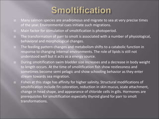  Many salmon species are anadromous and migrate to sea at very precise times
of the year. Environmental cues initiate such migrations.
 Main factor for stimulation of smoltification is photoperiod.
 The transformation of parr to smolt is associated with a number of physiological,
behavioral and morphological changes.
 The feeding pattern changes and metabolism shifts to a catabolic function in
response to changing internal environments. The role of lipids is still not
understood well but it acts as a energy source.
 During smoltification swim bladder size increases and a decrease in body weight
to length occurs. At the time of smolitfication fish show restlessness and
sometimes become semi pelagic and show schooling behavior as they enter
stream towards sea migration.
 Fishes at this stage has affinity for higher salinity. Structural modifications of
smoltification include fin coloration, reduction in skin mucus, scale attachment,
change in head shape, and appearance of chloride cells in gills. Hormones are
prerequisites for smoltification especially thyroid gland for parr to smolt
transformations.
 