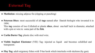 Who Invented Tag Fish migration and Tagging fresh water sea | PDF