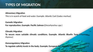 Cod Fillets Migration Fish Migration (Patterns, Species, Methods)pptx | PPTX