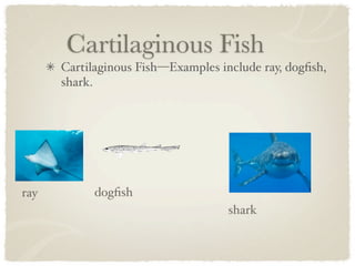 Cartilaginous Fish
      Cartilaginous Fish—Examples include ray, dogﬁsh,
      shark.




ray         dogﬁsh
                                    shark
 
