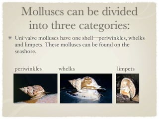 Molluscs can be divided
   into three categories:
Uni-valve molluscs have one shell—periwinkles, whelks
and limpets. These molluscs can be found on the
seashore. 


periwinkles      whelks                  limpets
 