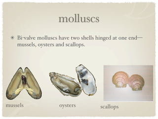 molluscs
    Bi-valve molluscs have two shells hinged at one end—
    mussels, oysters and scallops.




mussels              oysters          scallops
 