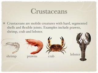 Crustaceans
Crustaceans are mobile creatures with hard, segmented
shells and ﬂexible joints. Examples include prawns,
shrimp, crab and lobster. 




                                         lobster
shrimp       prawns        crab
 