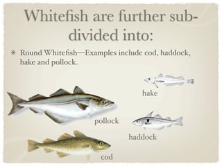 Whiteﬁsh are further sub-
      divided into:
Round Whiteﬁsh—Examples include cod, haddock,
hake and pollock. 



                                hake


                   pollock

                             haddock

                     cod
 
