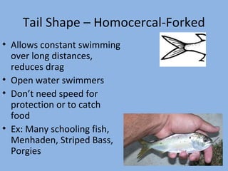 Tail Shape – Homocercal-Forked
• Allows constant swimming
over long distances,
reduces drag
• Open water swimmers
• Don’t need speed for
protection or to catch
food
• Ex: Many schooling fish,
Menhaden, Striped Bass,
Porgies
 