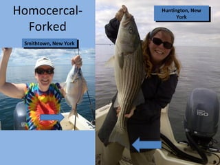 Huntington, New
York
Huntington, New
York
Smithtown, New YorkSmithtown, New York
Homocercal-
Forked
 