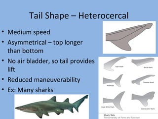 Tail Shape – Heterocercal
• Medium speed
• Asymmetrical – top longer
than bottom
• No air bladder, so tail provides
lift
• Reduced maneuverability
• Ex: Many sharks
 