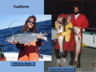 Fusiform
Elfin Cove, AlaskaElfin Cove, Alaska
Orient Point, New YorkOrient Point, New York
 