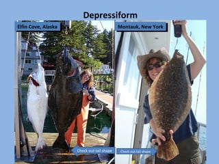 Elfin Cove, AlaskaElfin Cove, Alaska Montauk, New YorkMontauk, New York
Check out tail shape Check out tail shape
Depressiform
 