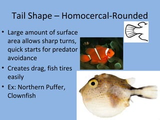 Tail Shape – Homocercal-Rounded
• Large amount of surface
area allows sharp turns,
quick starts for predator
avoidance
• Creates drag, fish tires
easily
• Ex: Northern Puffer,
Clownfish
 