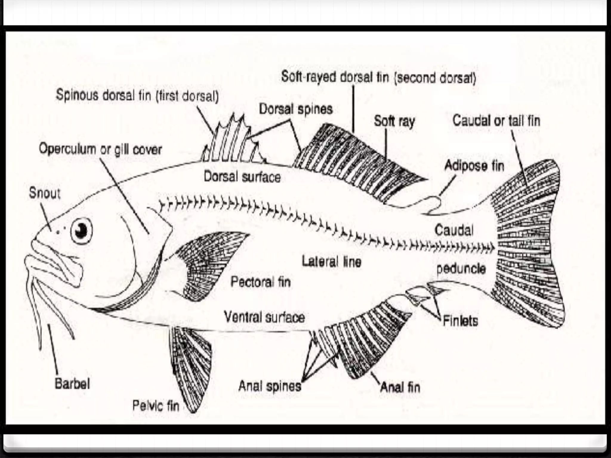 Fish Morphology.pptx