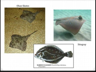 Oban Skates
Stingray
 