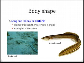 Body shape
2. Long and Skinny or Filiform
 slither through the water like a snake
 examples - like an eel
Snake eel
American eel
 