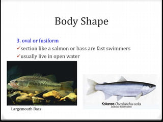 Body Shape
3. oval or fusiform
section like a salmon or bass are fast swimmers
usually live in open water
Largemouth Bass
 