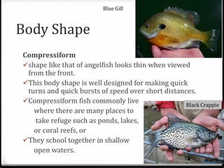 Body Shape
Compressiform
shape like that of angelfish looks thin when viewed
from the front.
This body shape is well designed for making quick
turns and quick bursts of speed over short distances.
Compressiform fish commonly live
where there are many places to
take refuge such as ponds, lakes,
or coral reefs, or
They school together in shallow
open waters.
Blue Gill
Black Crappie
 