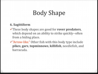 Body Shape
6. Sagittiform
These body shapes are good for rover predators,
which depend on an ability to strike quickly--often
from a hiding place.
"Arrow-like." Other fish with this body type include
pikes, gars, topminnows, killifish, needlefish, and
barracuda.
 