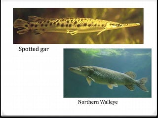 Spotted gar
Northern Walleye
 