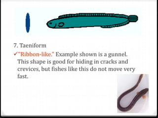 7. Taeniform
"Ribbon-like." Example shown is a gunnel.
This shape is good for hiding in cracks and
crevices, but fishes like this do not move very
fast.
 