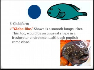 8. Globiform
"Globe-like." Shown is a smooth lumpsucker.
This, too, would be an unusual shape in a
freshwater environment, although pupfish
come close.
 