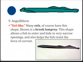 9. Anguilliform
"Eel-like." Many eels, of course have this
shape. Shown is a brook lamprey. This shape
allows a fish to enter and hide in very narrow
openings, and also helps the fish resist the
force of current.
 