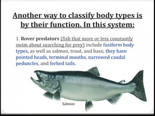 Another way to classify body types is
by their function. In this system:
1. Rover predators (fish that more or less constantly
swim about searching for prey) include fusiform body
types, as well as salmon, trout, and bass; they have
pointed heads, terminal mouths, narrowed caudal
peduncles, and forked tails.
Salmon
 