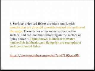 3. Surface-oriented fishes are often small, with
mouths that are directed upwards toward the surface of
the water. These fishes often swim just below the
surface, and eat food that is floating on the surface or
flying above it. Topminnows, killifish, freshwater
hatchetfish, halfbeaks, and flying fish are examples of
surface-oriented fishes.
https://www.youtube.com/watch?v=4T1SQtavaUM
 