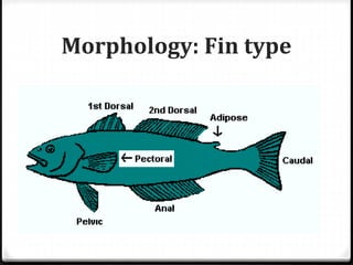 Morphology: Fin type
 