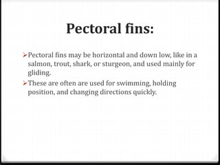 Pectoral fins:
Pectoral fins may be horizontal and down low, like in a
salmon, trout, shark, or sturgeon, and used mainly for
gliding.
These are often are used for swimming, holding
position, and changing directions quickly.
 