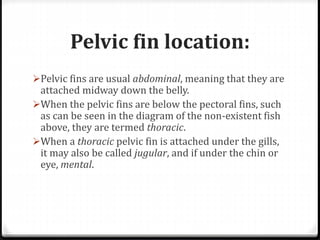 Pelvic fin location:
Pelvic fins are usual abdominal, meaning that they are
attached midway down the belly.
When the pelvic fins are below the pectoral fins, such
as can be seen in the diagram of the non-existent fish
above, they are termed thoracic.
When a thoracic pelvic fin is attached under the gills,
it may also be called jugular, and if under the chin or
eye, mental.
 