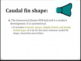 Caudal fin shape:
A. The homocercal (homo-SUR-kul) tail is a modern
development. It is symmetrical.
It includes truncate, square, slightly forked, and deeply
forked types. It is by far the most common caudal fin
shape, shared by most fishes.
 